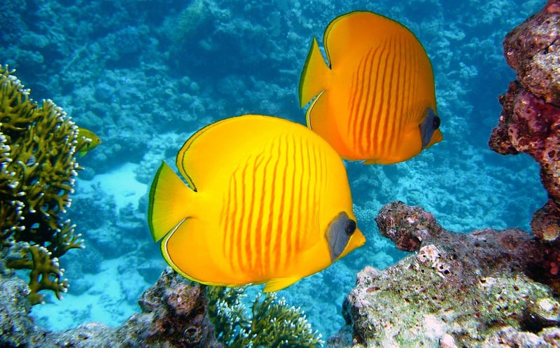 Magical Coral Reefs